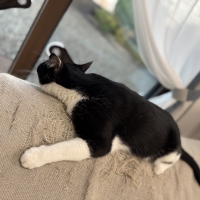 どこでも爪とぎマット （猫 ソファ 爪とぎカバー）