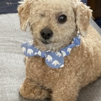 特選吉岡フード　シニア　ミックス　（小粒、中粒）