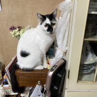 Ｓｉｐｐｏｌｅ　にゃろみ　Ｌ８０２０（オーラルケア）