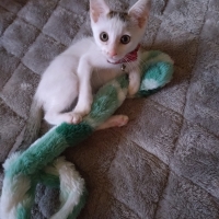 マジカルシーツＣＡＴＳ　システムトイレ用シート (コスパ 清潔)