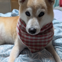 イミューンナチュラル　スキムミルク