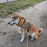 首クール（ロゴ＆ドット柄）