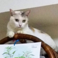 国産スモークチキンキューブ（PEPPY LIFE猫おやつシリーズ）