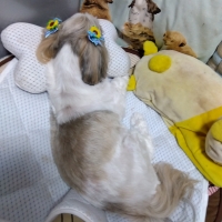 超クール・プレイマット