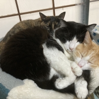 ナチュラルチョイスキャット 食にこだわる猫用 アダルトチキン (ナチュラルフード)