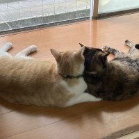 ナチュラルチョイスキャット 避妊去勢猫用 アダルト白身魚 (ナチュラルフード)