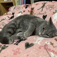 ニュートロ 猫用おやつ とろけるシリーズ