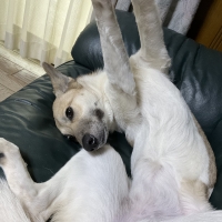 消防ホースのパキパキおもちゃ