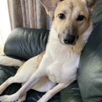 ドットわん 幻の干しイワシ