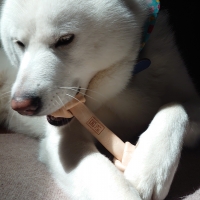 国産セーフハイド （犬 噛む 革製おもちゃ）