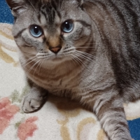 ミュウサンド　固まる流せる白い紙製の砂