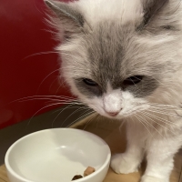 静岡産スモークかつおキューブ（PEPPY LIFE猫おやつシリーズ）