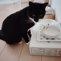 動物用プレミアム乳酸菌Ｈ＆Ｊ・Ｉ・Ｎ　エイチジンブルー