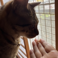 静岡産スモークかつおキューブ（PEPPY LIFE猫おやつシリーズ）