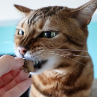 静岡産スモークかつおキューブ（PEPPY LIFE猫おやつシリーズ）