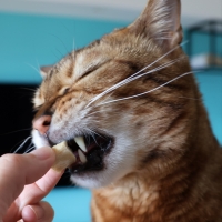 国産スモークチキンキューブ（PEPPY LIFE猫おやつシリーズ）