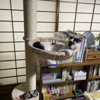 おうちで木登りキャットタワー (高さ235～255cm　突っ張り型　スリム)