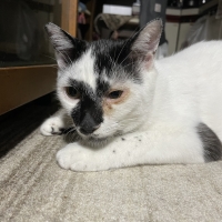 広島産　若鶏ささみジャーキー（PEPPY LIFE猫おやつシリーズ）