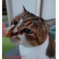 広島産　若鶏ささみジャーキー（PEPPY LIFE猫おやつシリーズ）