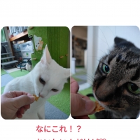 静岡産スモークかつおキューブ（PEPPY LIFE猫おやつシリーズ）