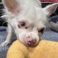 With You コトコト煮込んだ犬用ヤギミルクスープ