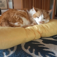 ★洗える　おひるね座布団