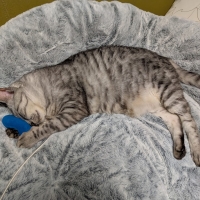 猫じゃらロープ（またたび入）