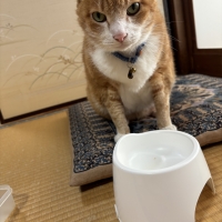 広島産　若鶏ささみジャーキー（PEPPY LIFE猫おやつシリーズ）