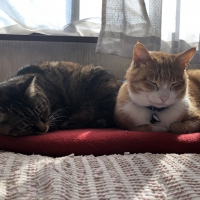 静岡産スモークかつおキューブ（PEPPY LIFE猫おやつシリーズ）