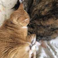 国産スモークチキンキューブ（PEPPY LIFE猫おやつシリーズ）