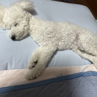 もっちりローカウチ　春夏用