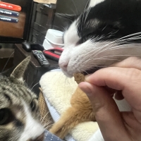 静岡産スモークかつおキューブ（PEPPY LIFE猫おやつシリーズ）