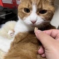 国産スモークチキンキューブ（PEPPY LIFE猫おやつシリーズ）