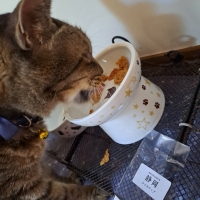 国産スモークチキンキューブ（PEPPY LIFE猫おやつシリーズ）