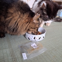 広島産　若鶏ささみジャーキー（PEPPY LIFE猫おやつシリーズ）