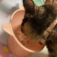 国産スモークチキンキューブ（PEPPY LIFE猫おやつシリーズ）