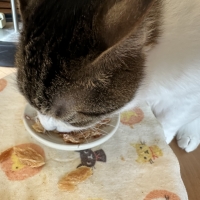 広島産　若鶏ささみジャーキー（PEPPY LIFE猫おやつシリーズ）