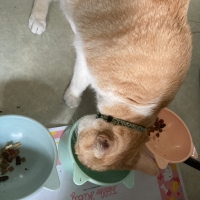 広島産　若鶏ささみジャーキー（PEPPY LIFE猫おやつシリーズ）