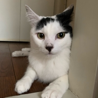 広島産　若鶏ささみジャーキー（PEPPY LIFE猫おやつシリーズ）