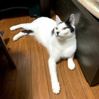 国産スモークチキンキューブ（PEPPY LIFE猫おやつシリーズ）