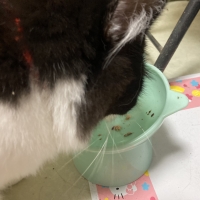 静岡産スモークかつおキューブ（PEPPY LIFE猫おやつシリーズ）