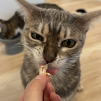 国産スモークチキンキューブ（PEPPY LIFE猫おやつシリーズ）