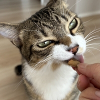 静岡産スモークかつおキューブ（PEPPY LIFE猫おやつシリーズ）