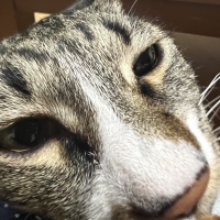 広島産　若鶏ささみジャーキー（PEPPY LIFE猫おやつシリーズ）