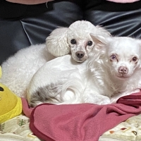 Ｓｉｐｐｏｌｅ わんデリ(犬 トッピング）