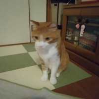 国産スモークチキンキューブ（PEPPY LIFE猫おやつシリーズ）