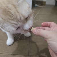 国産スモークチキンキューブ（PEPPY LIFE猫おやつシリーズ）