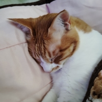 国産スモークチキンキューブ（PEPPY LIFE猫おやつシリーズ）