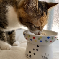 国産スモークチキンキューブ（PEPPY LIFE猫おやつシリーズ）