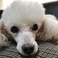 With You コトコト煮込んだ犬用ヤギミルクスープ